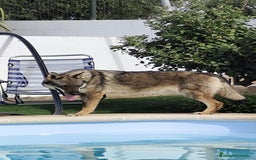 Perro Lobo Checoslovaco perros en venta: Perro lobo checoslovaco - Imagen 8