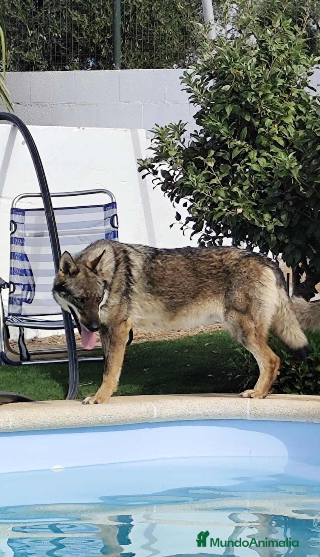 Perro Lobo Checoslovaco perros en venta: Perro lobo checoslovaco - Imagen 8