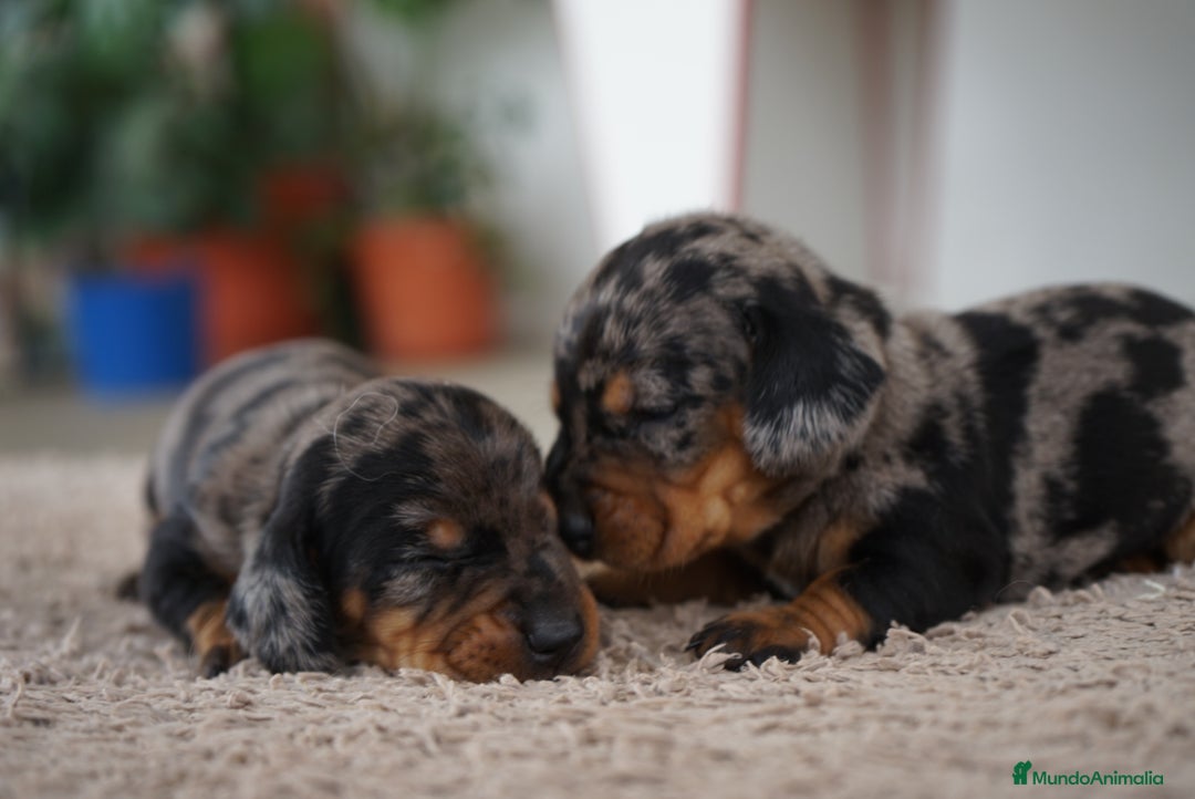 Teckel Miniatura perros en venta: 🐾 Fina y Delfina – Teckel miniatura 🐾 - Imagen 8