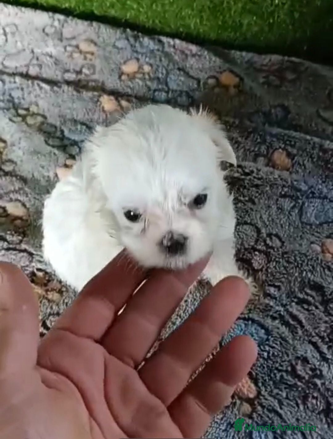 Bichón Maltés perros Camada de bichon maltés 100x100 koreanos - Anuncio 1