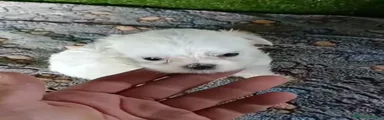 Bichón Maltés 1
