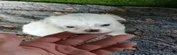 Bichón Maltés perros en venta: Camada de bichon maltés toy 100x100 koreanos - Anuncio 1