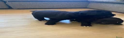 Terranova perros en venta: Terranova 641387649 - Anuncio 1