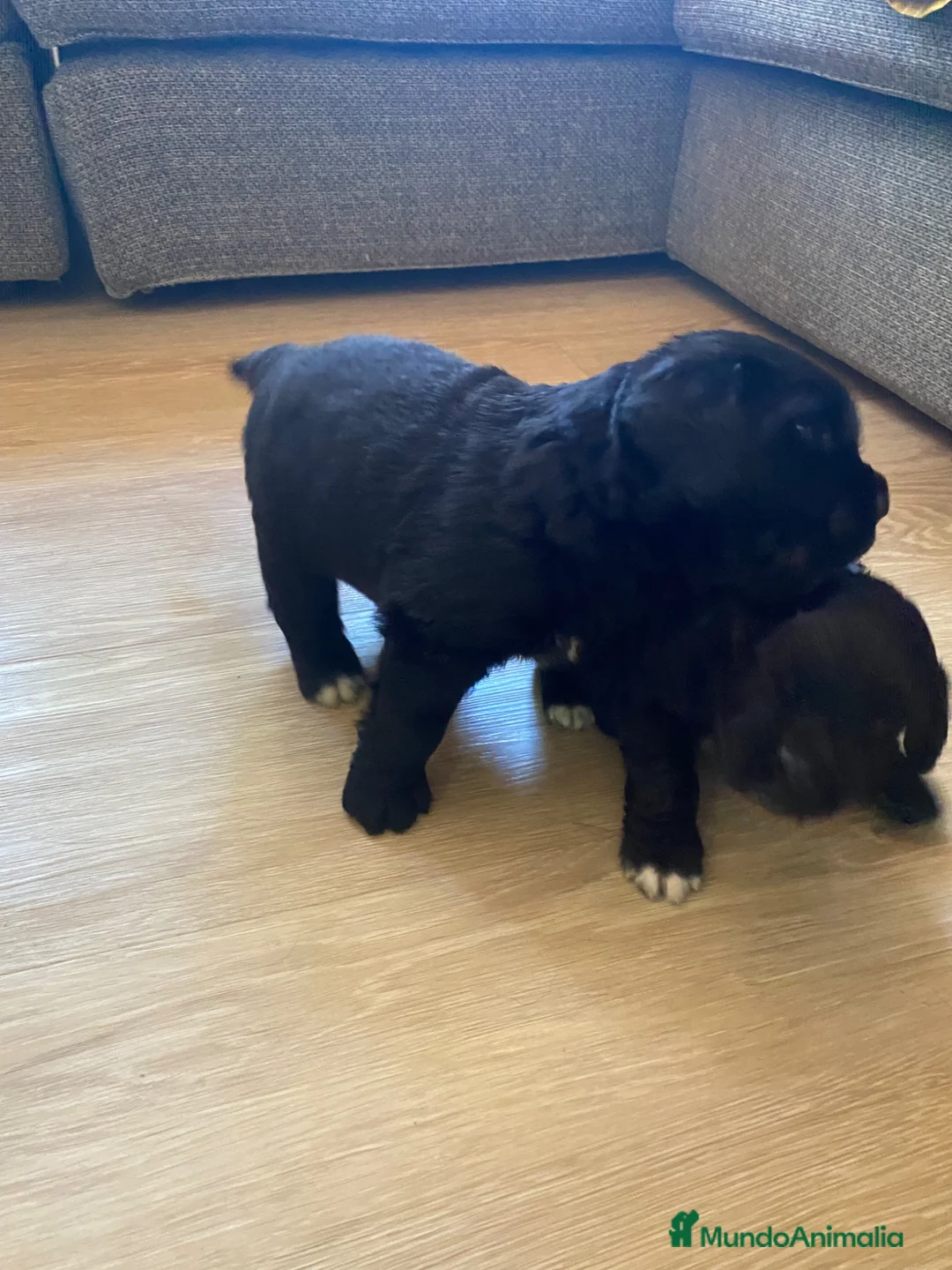 Terranova perros en venta: Terranova 641387649 - Anuncio 1