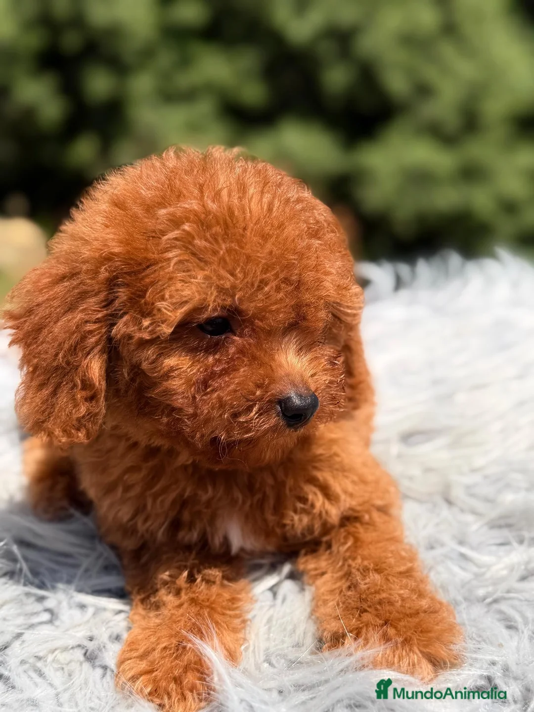 Cavapoo perros en venta: CAVAPOO ROJO MACHO - Anuncio 4