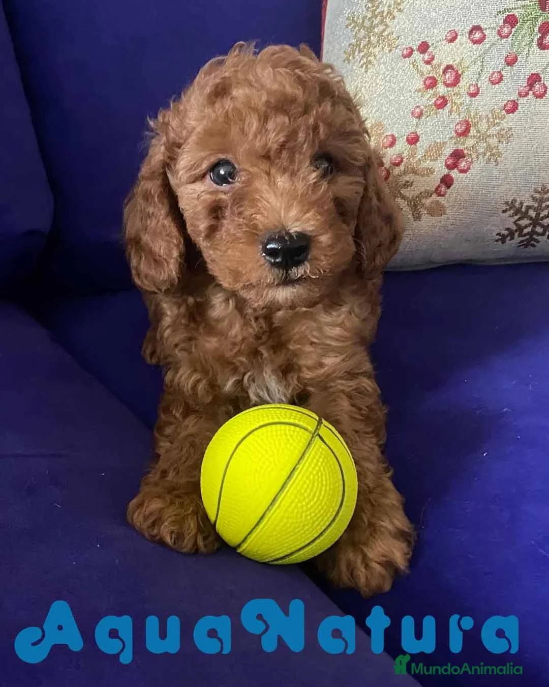 Caniche Toy perros en venta: Camada Caniches Barbie y Can - AQUANATURA en Barcelona - Anuncio 3