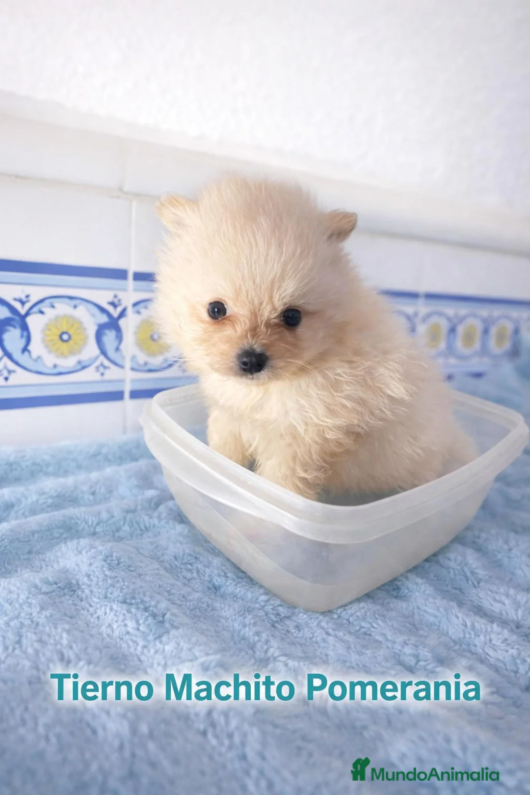 Pomerania perros en venta: Pomerania crema  - Anuncio 3