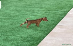Pinscher Miniatura perros en venta: Pinscher macho  - Imagen 5