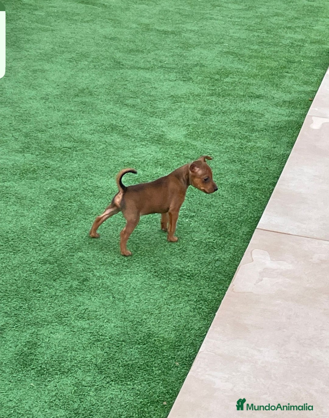 Pinscher Miniatura perros en venta: Pinscher macho  - Imagen 5