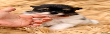 Pomerania 1