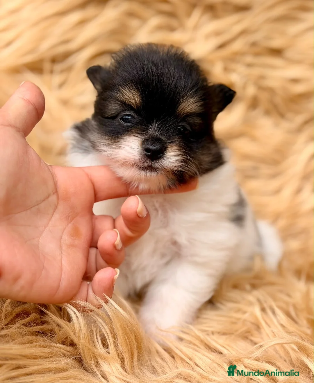 Pomerania perros en venta: Pomerania macho 🐾 - Anuncio 2