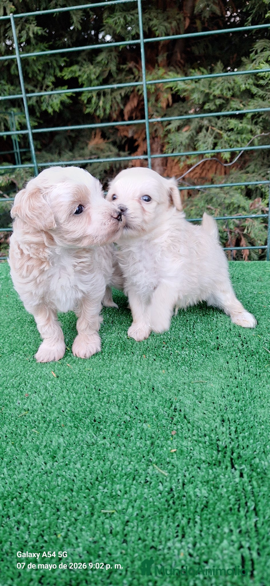 Maltipoo perros en venta: Maltipoo - Anuncio 7
