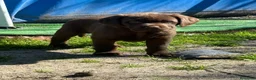 Labrador Retriever perros en venta: Labrador retriever - Anuncio 1