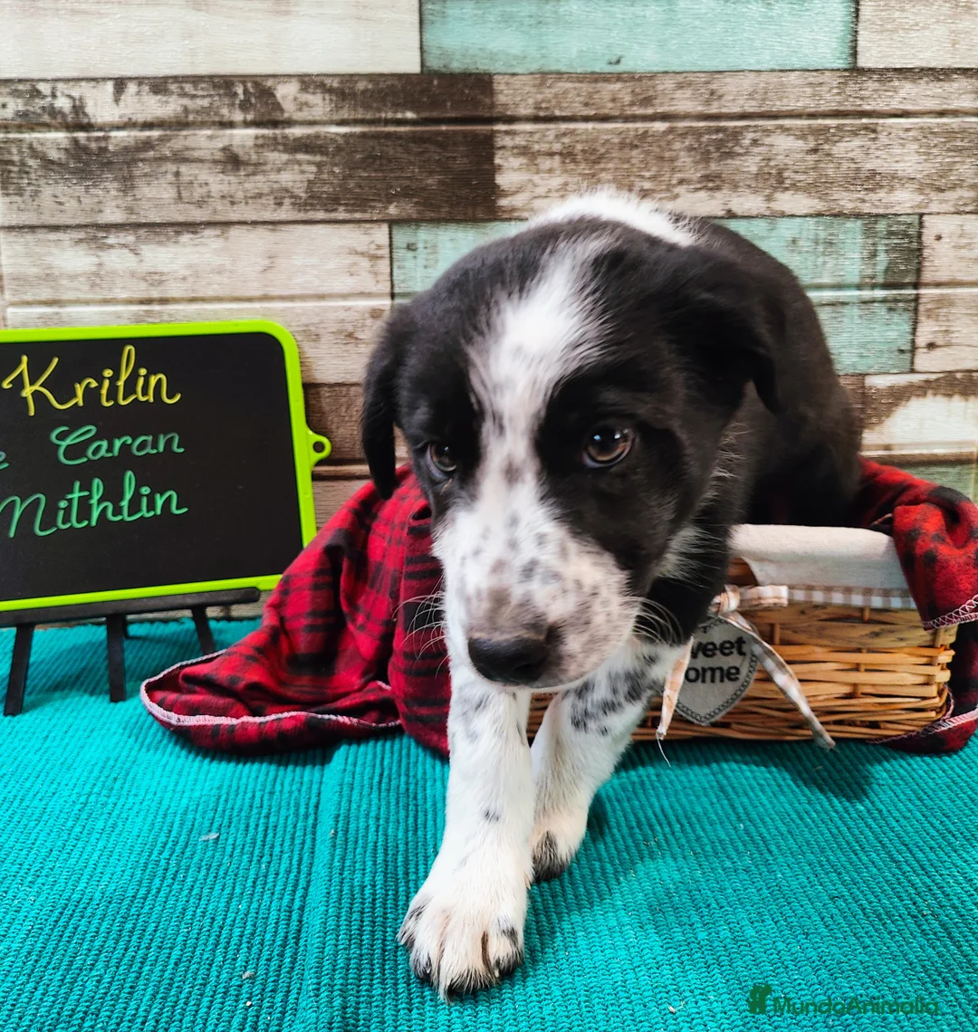 Border Collie perros en venta: Border collie blanco/negro disponibles - Anuncio 9