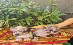Chihuahua perros en venta: Chihuahua toy - Imagen 6