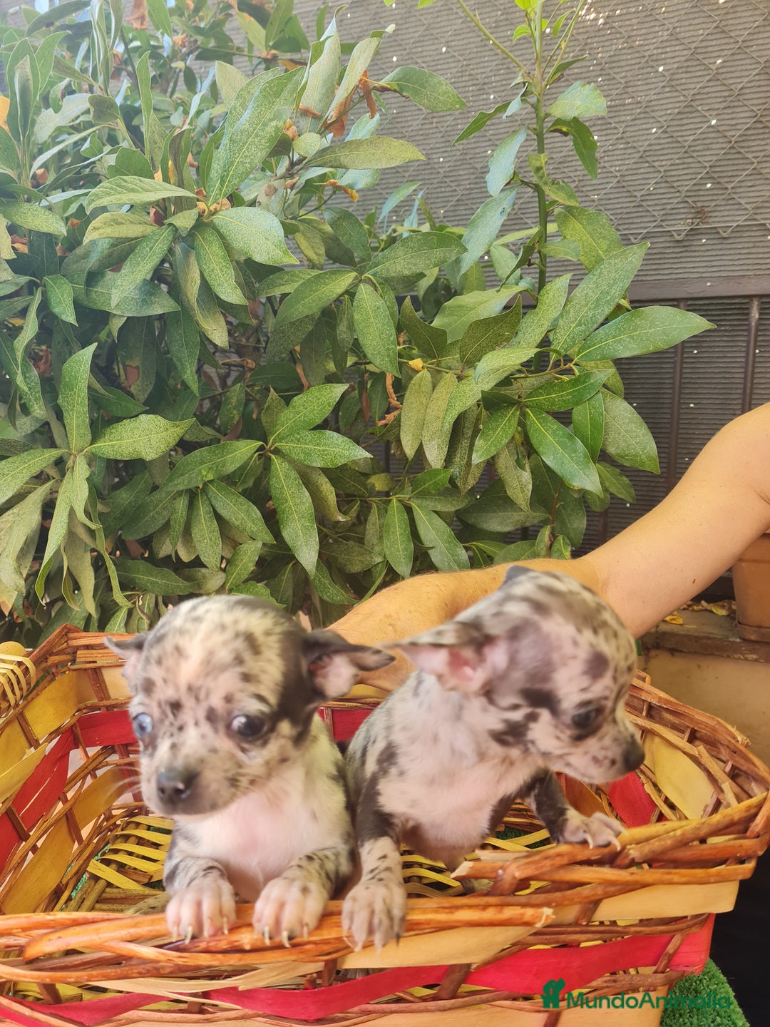 Chihuahua perros en venta: Chihuahua toy - Imagen 6