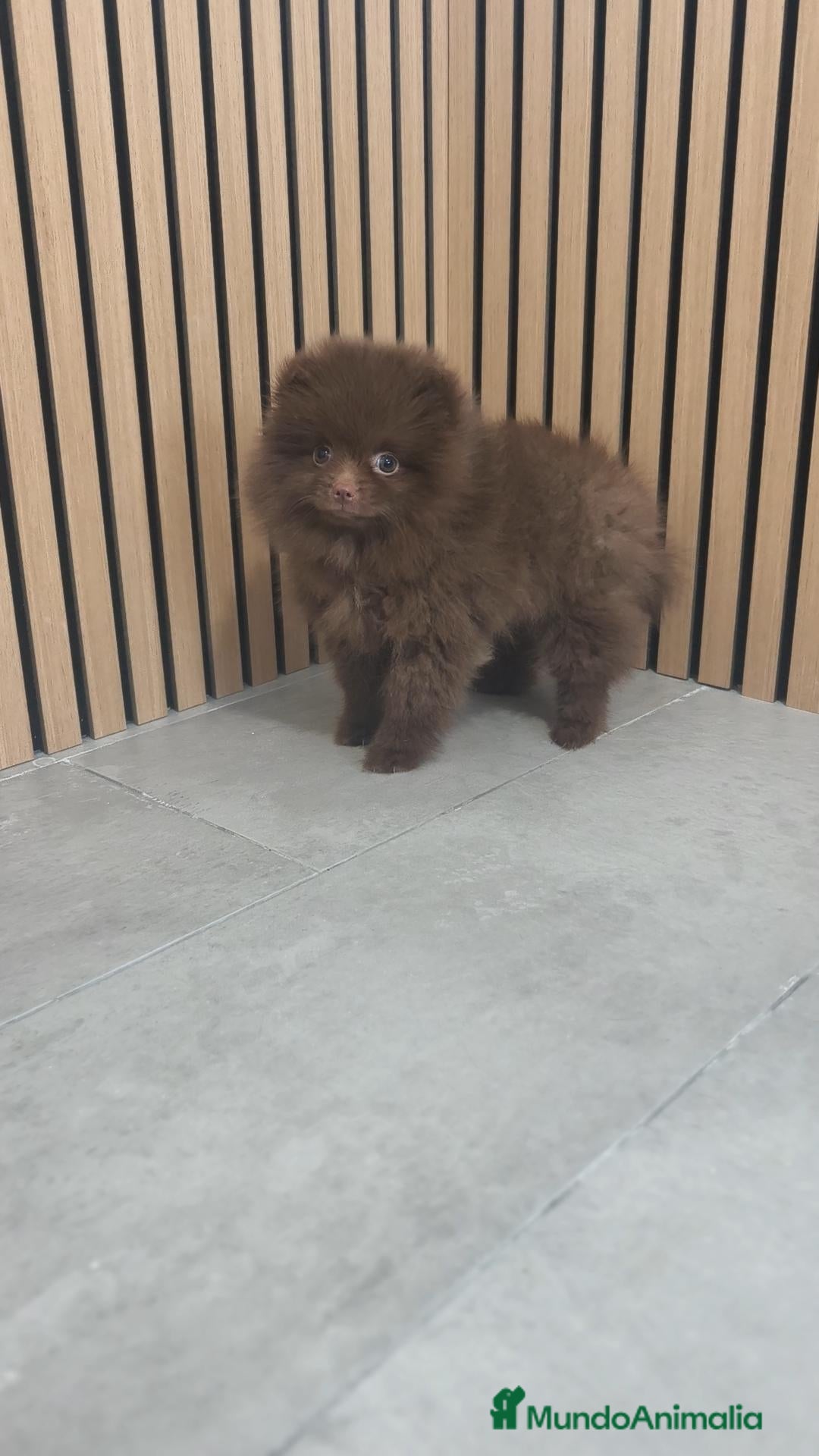 Pomerania perros Pomerania chocolate hembra  - Anuncio 3