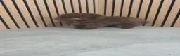 Pomerania perros en venta: Pomerania chocolate hembra  - Anuncio 1