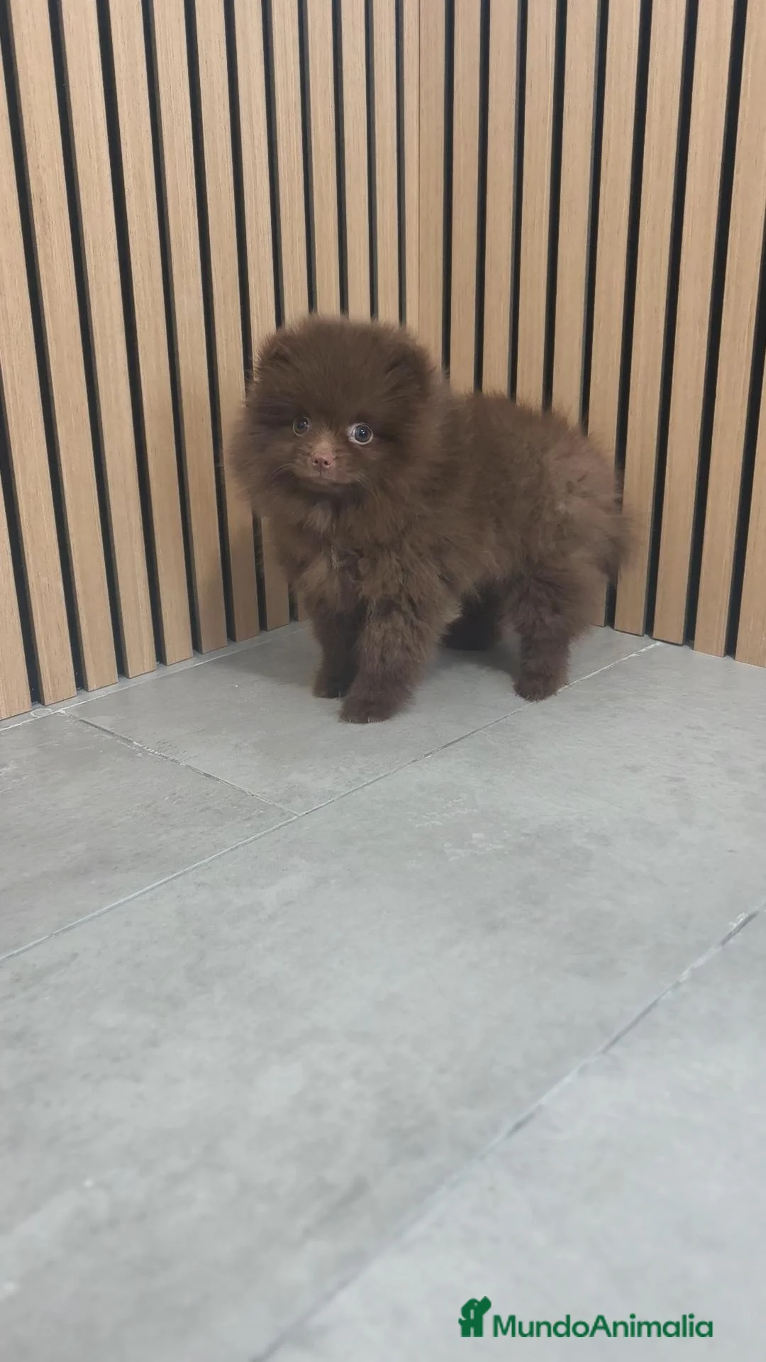 Pomerania perros en venta: Pomerania chocolate hembra  - Anuncio 1