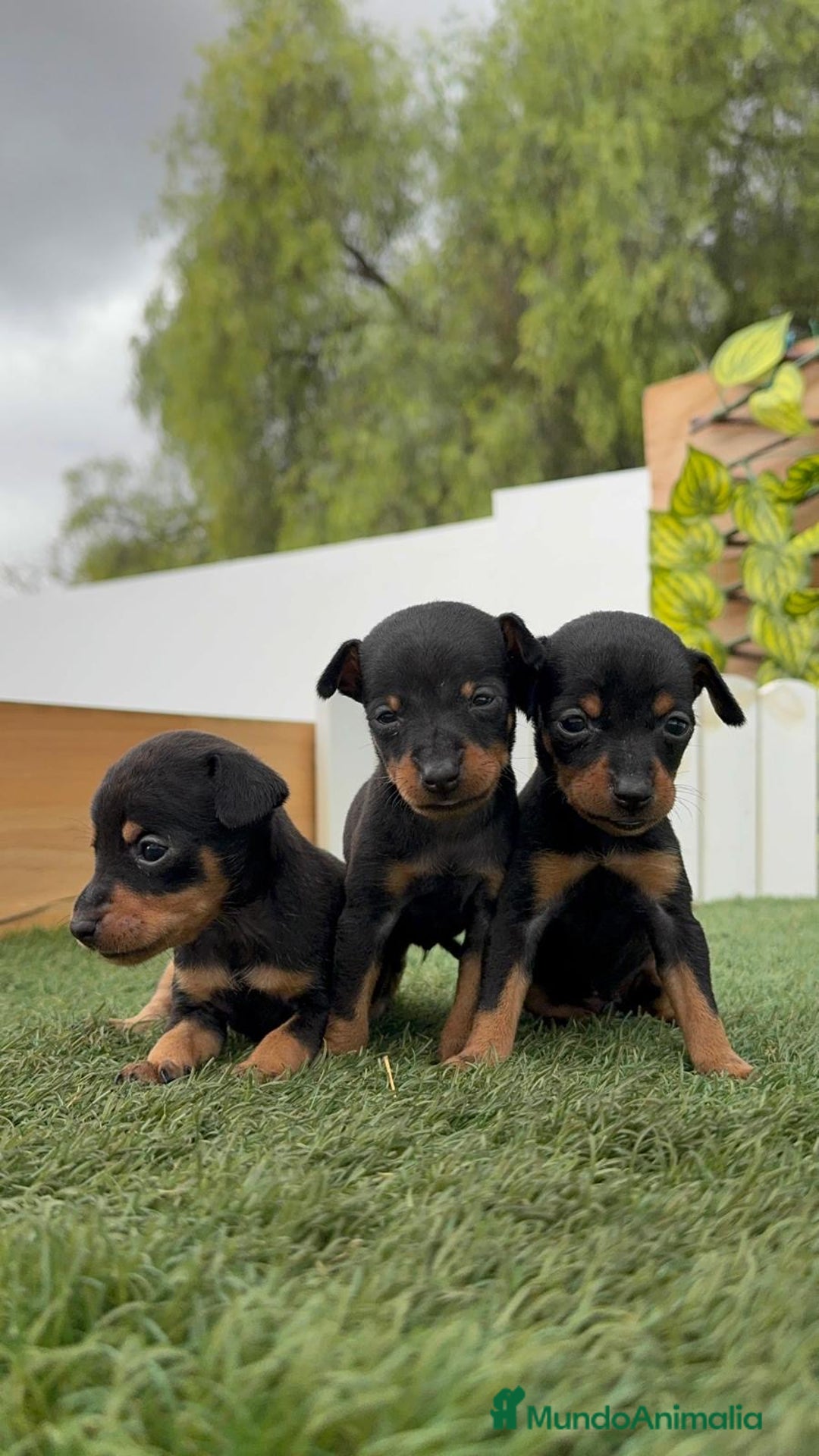 Pinscher Miniatura perros en venta: PINSCHER MINIATURA HEMBRAS - Imagen 18