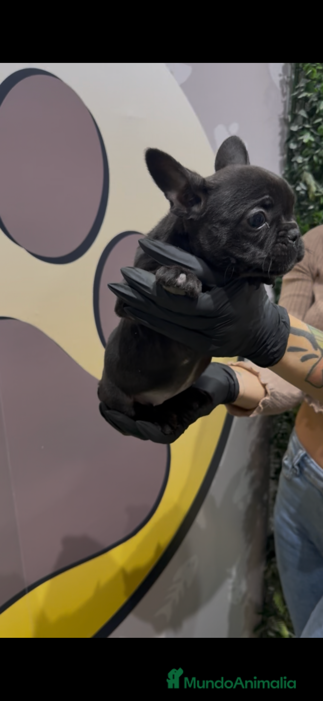 Bulldog Francés perros en venta: Bulldog francés hembra bebe - Anuncio 3