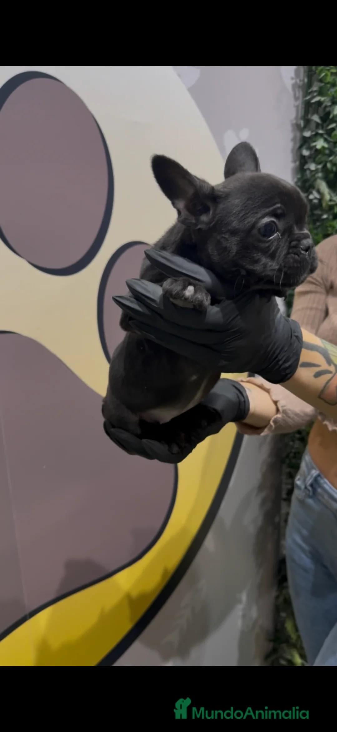 Bulldog Francés perros en venta: Bulldog francés hembra bebe - Anuncio 3