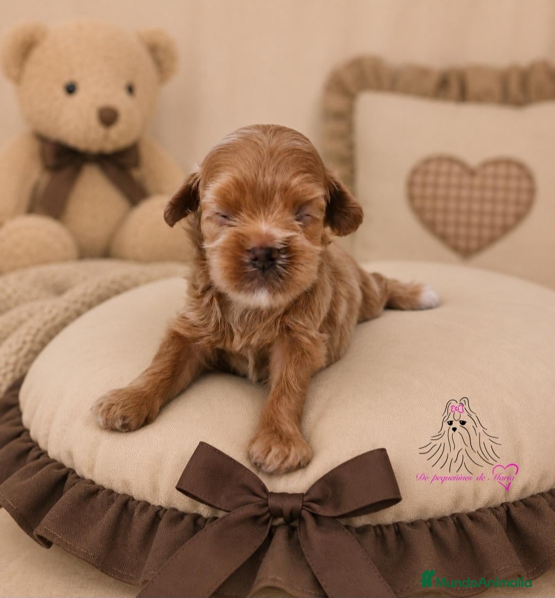Maltipoo perros MALTIPOO MINIATURA ASIÁTICO  - Anuncio 1