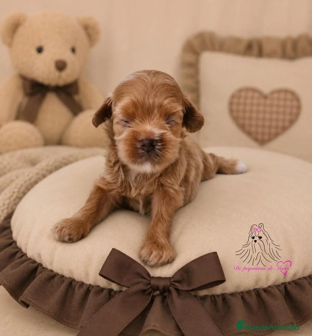 Maltipoo perros en venta: MALTIPOO MINIATURA ASIÁTICO  - Anuncio 1