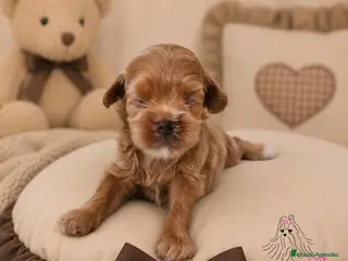 Maltipoo perros MALTIPOO MINIATURA ASIÁTICO - Anuncio 2