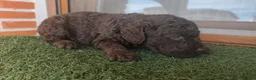 Perro de Agua Español perros en venta: Cachorros perro de agua - Anuncio 4