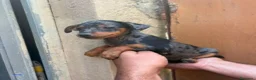 Ratón de Praga perros en venta: Ratón de Praga  - Anuncio 5