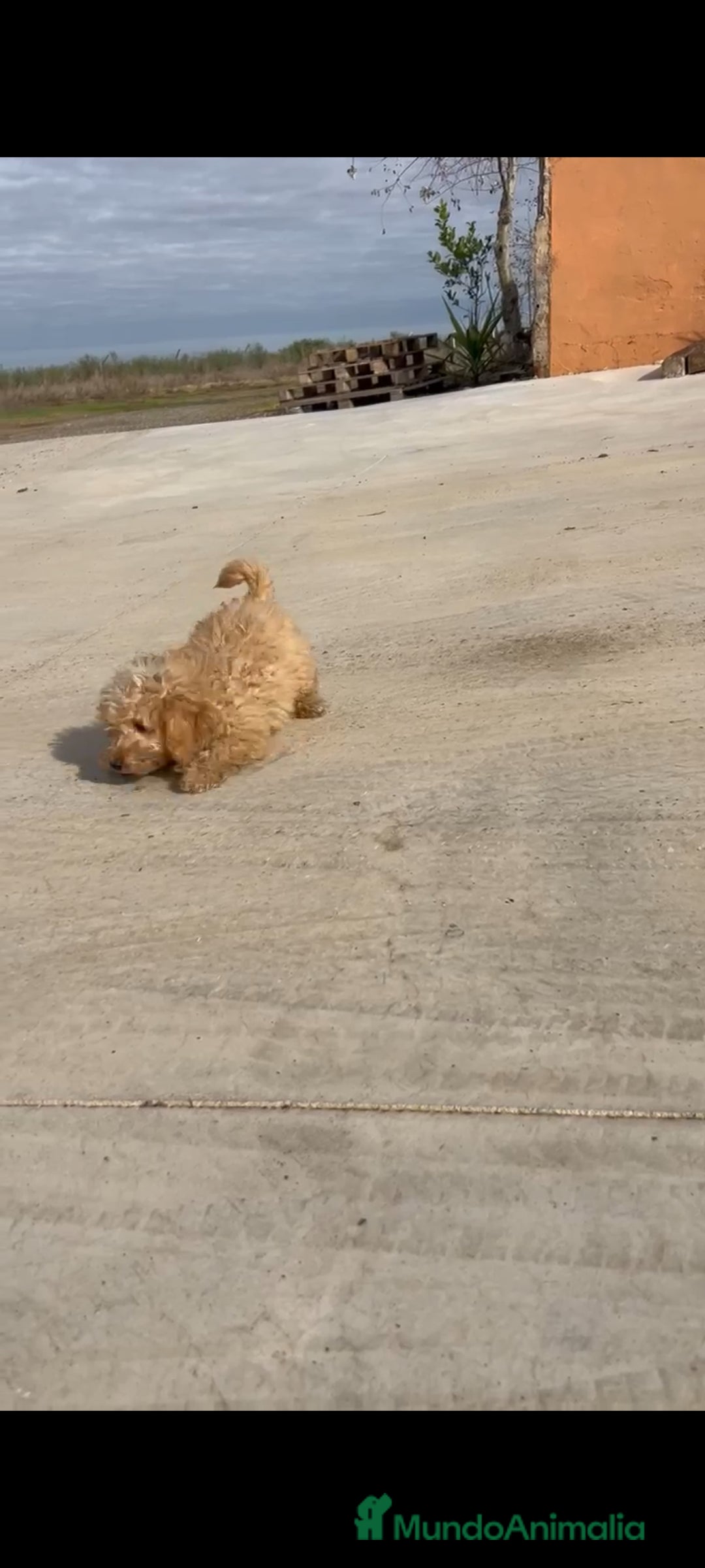 Caniche Enano perros en venta: Caniches enanos - Anuncio 10