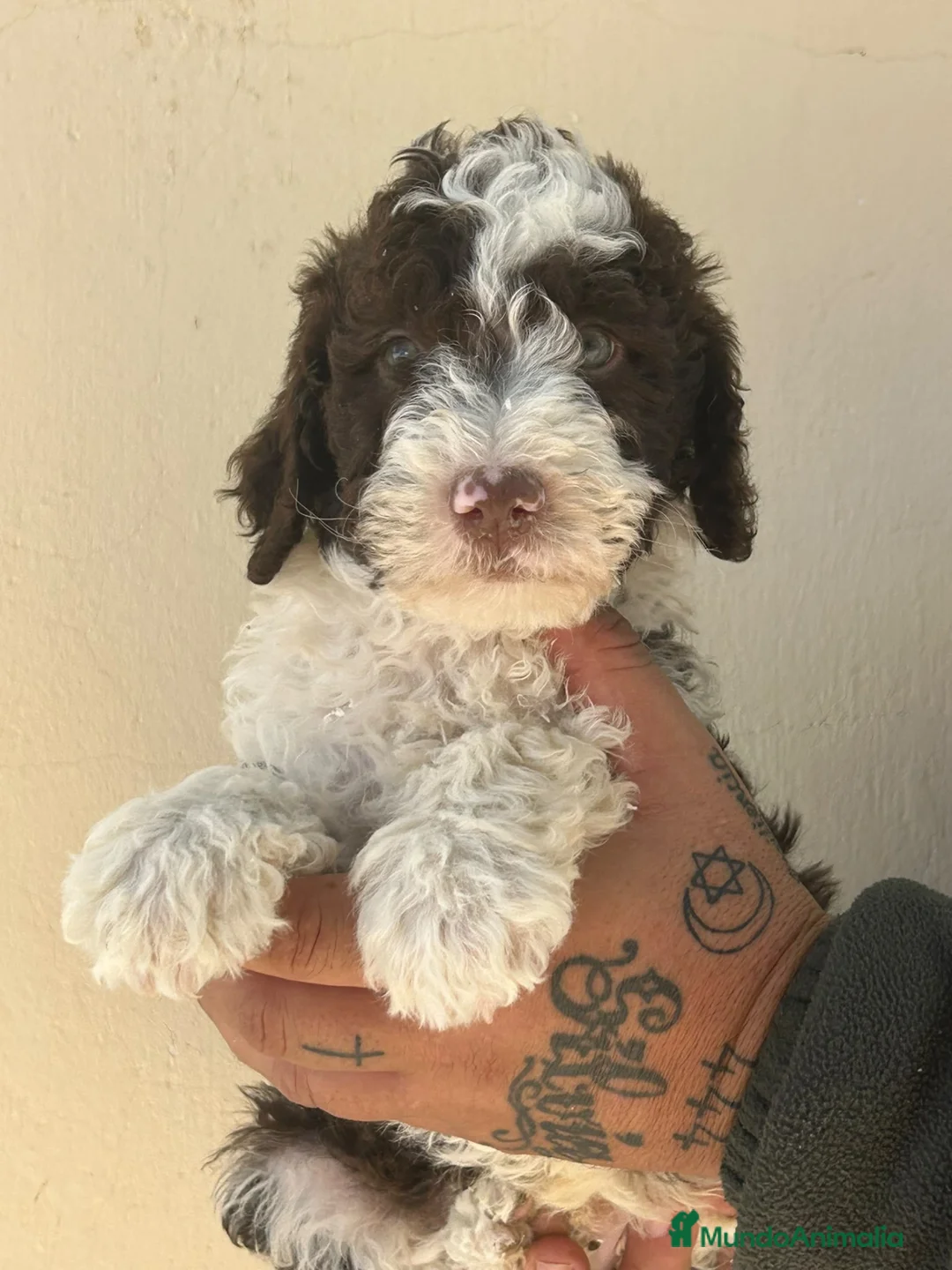 Perro de Agua Español perros en venta: PERRO DE AGUA  - Anuncio 2
