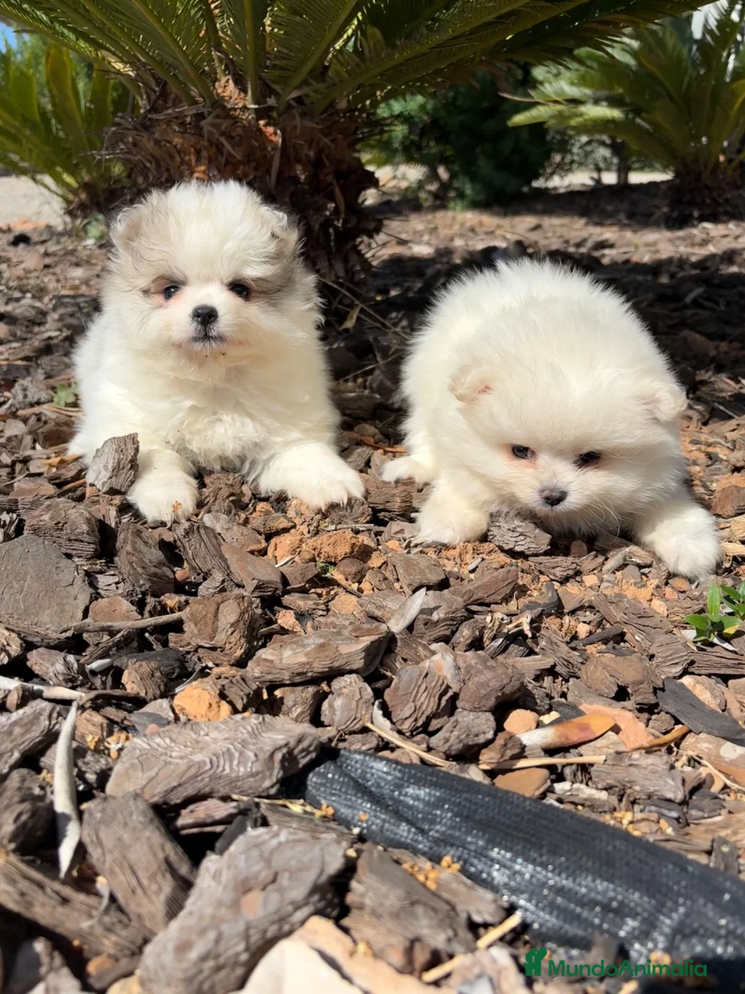 Pomerania perros en venta: POMERANIA  - Anuncio 2