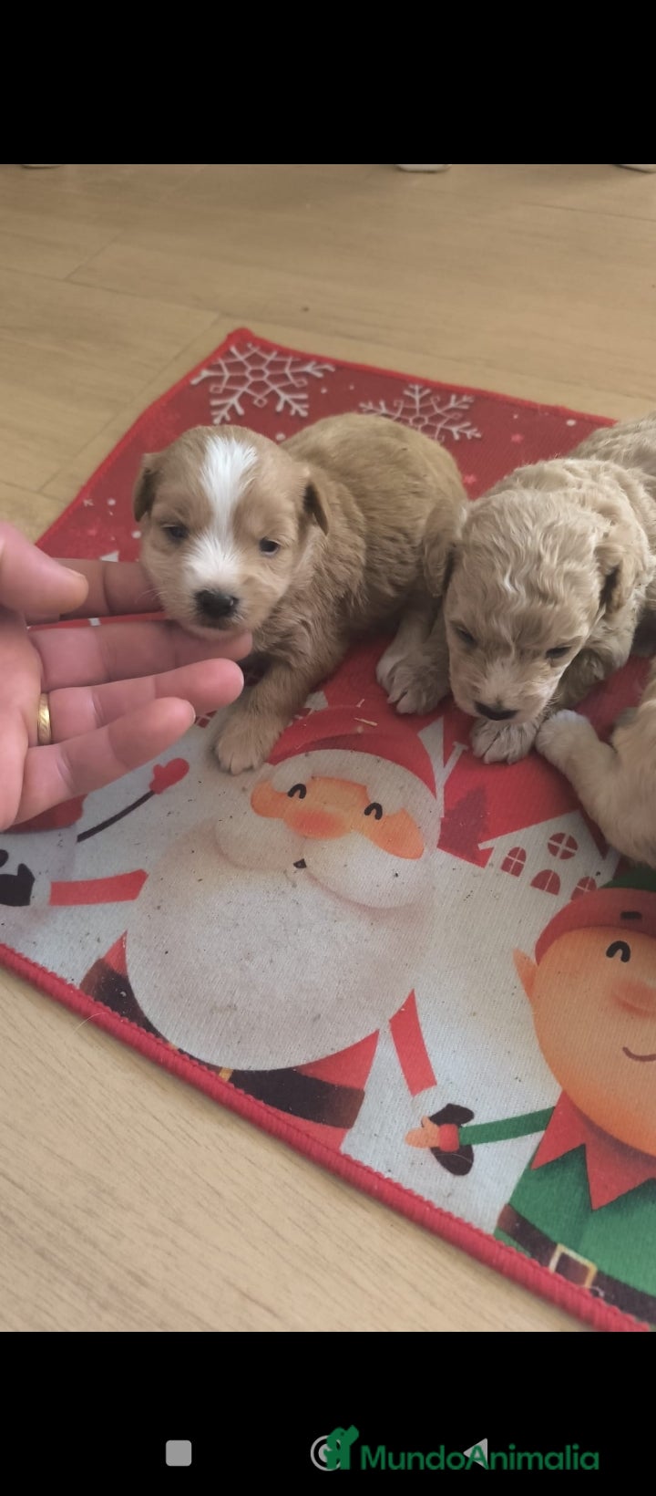 Maltipoo perros Preciosas ejemplares de maltipoo - Anuncio 30