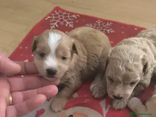 Maltipoo perros Preciosas ejemplares de maltipoo - Anuncio 7