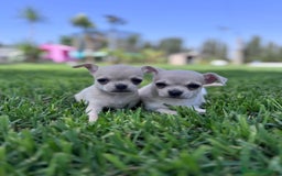 Chihuahua perros en venta: CHIHUAHUA MACHO - Imagen 3