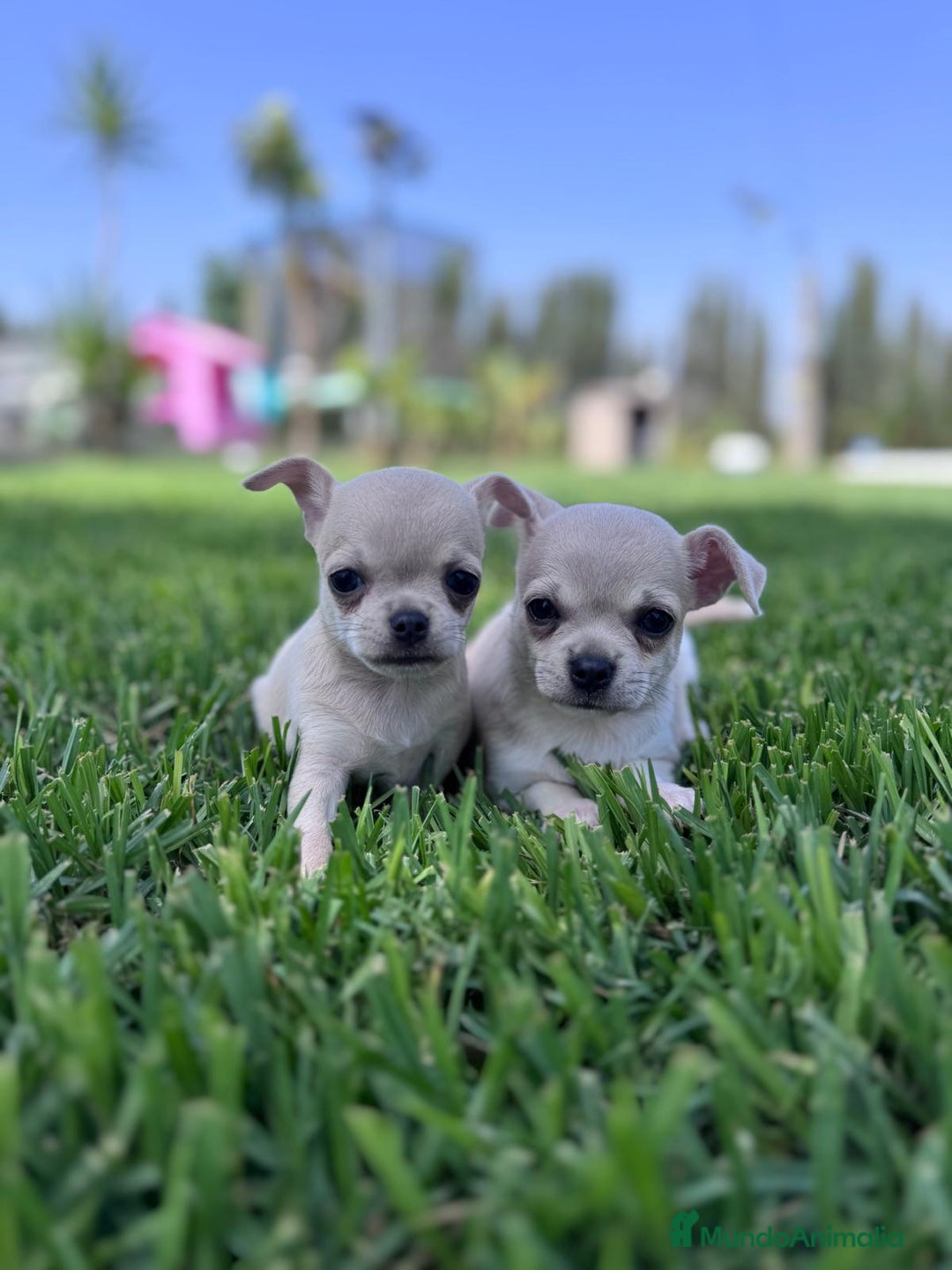 Chihuahua perros en venta: CHIHUAHUA MACHO - Imagen 3