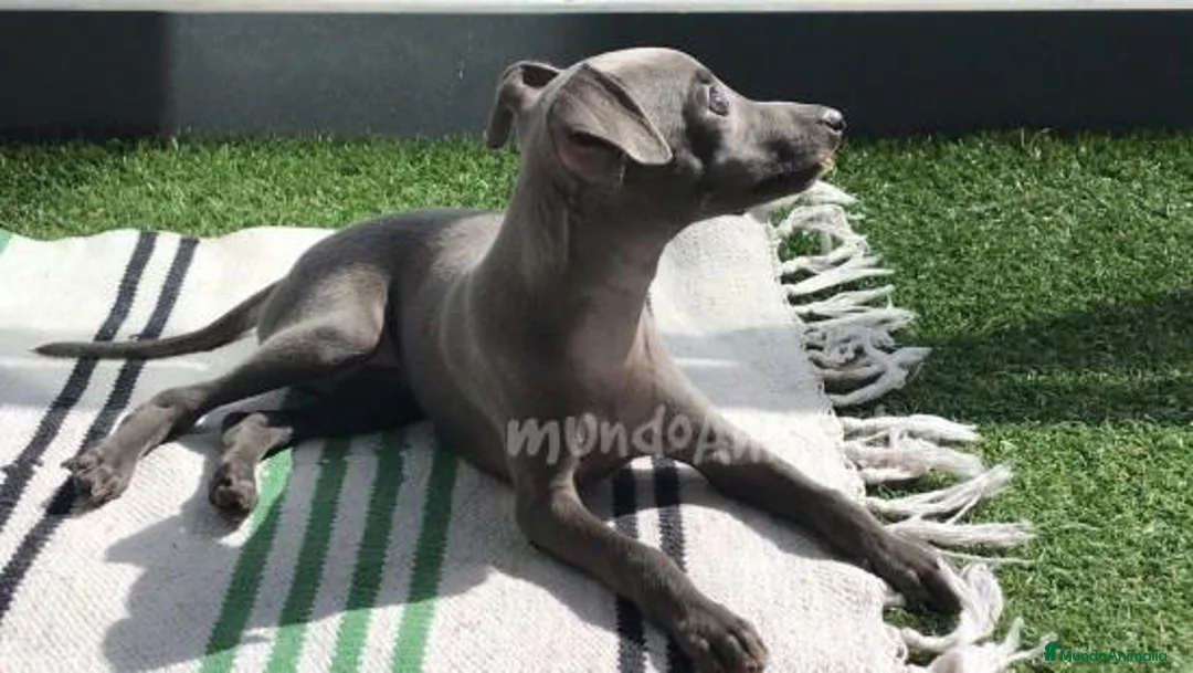 Imagen de galería {{count}}