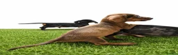 Teckel Miniatura perros en venta: Teckel minis y kanichen maxima calidad - Anuncio 8