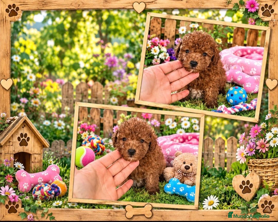 Caniche Toy perros en venta: Caniche toy hembra  - Anuncio 17