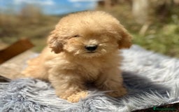 Caniche Toy perros en venta: CANICHES DISPONIBLES EXCELENTE LINEA - Imagen 5