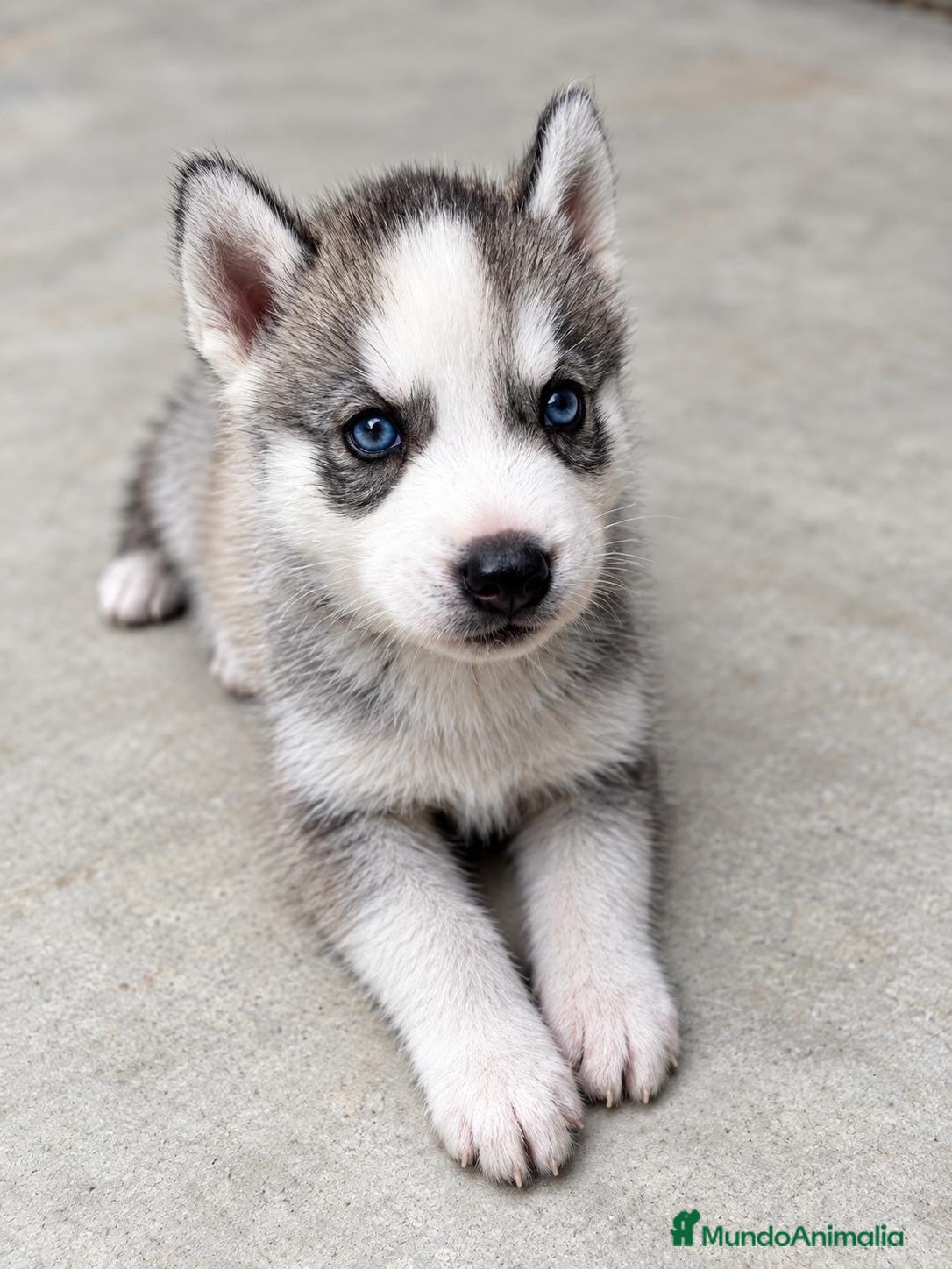 Husky Siberiano perros HUSKY SIBERIANO  - Anuncio 7