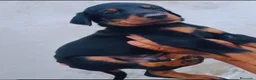 Dobermann perros en venta: Doberman  - Anuncio 5