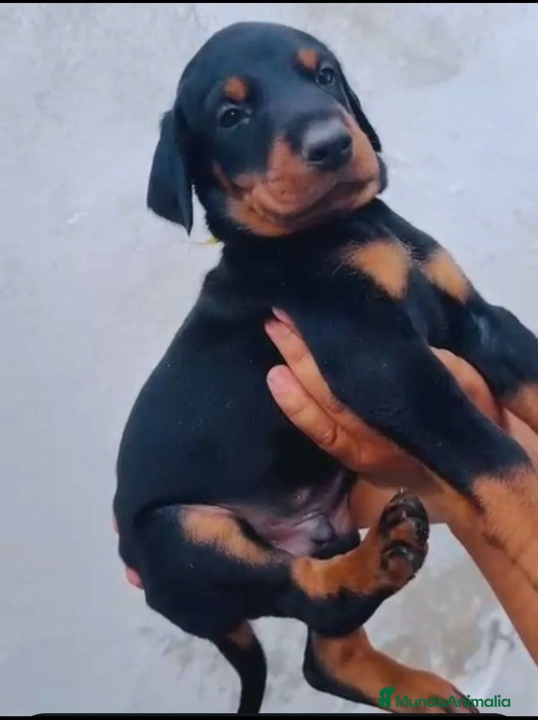 Dobermann perros en venta: Doberman  - Anuncio 5