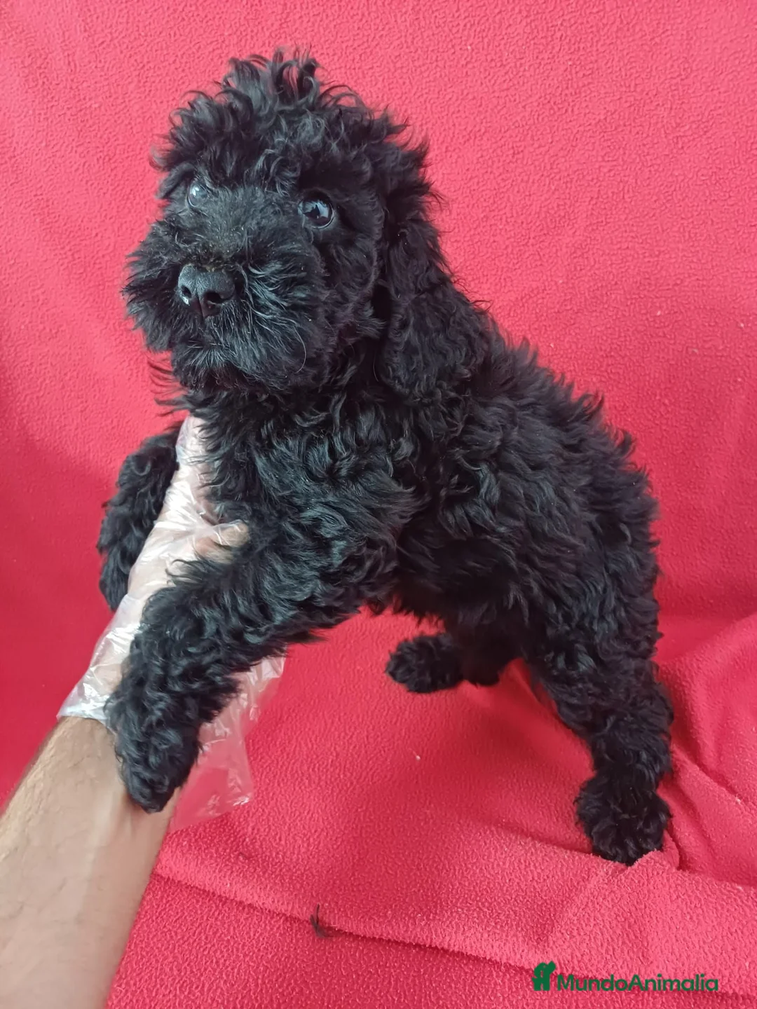 Perro de Agua Español perros en venta: Perro de Agua Español  - Anuncio 2