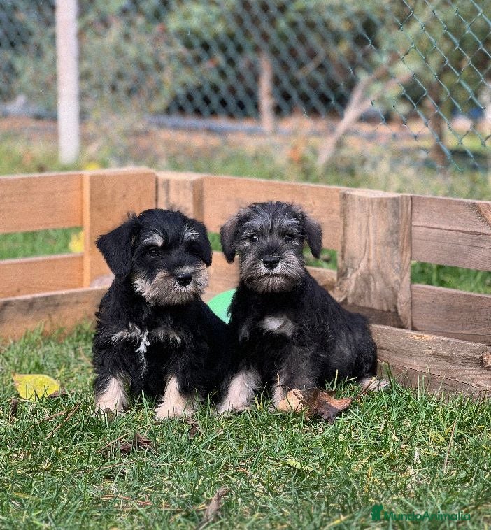 Schnauzer Miniatura perros Schnauzer mini  - Anuncio 1