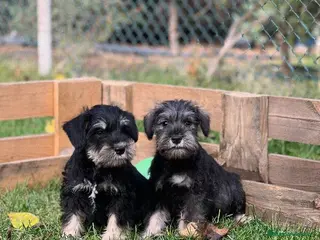Schnauzer Miniatura perros Schnauzer mini - Anuncio 1