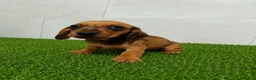 Teckel Miniatura perros en venta: Teckel Kaninchen varios colores - Anuncio 2