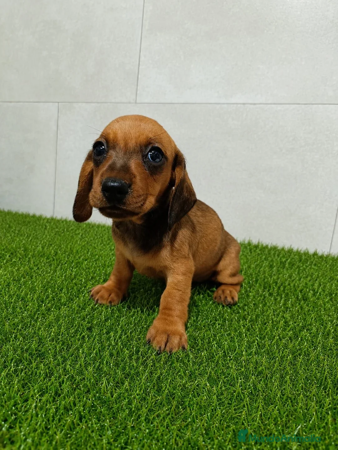 Teckel Miniatura perros en venta: Teckel Kaninchen varios colores - Anuncio 2
